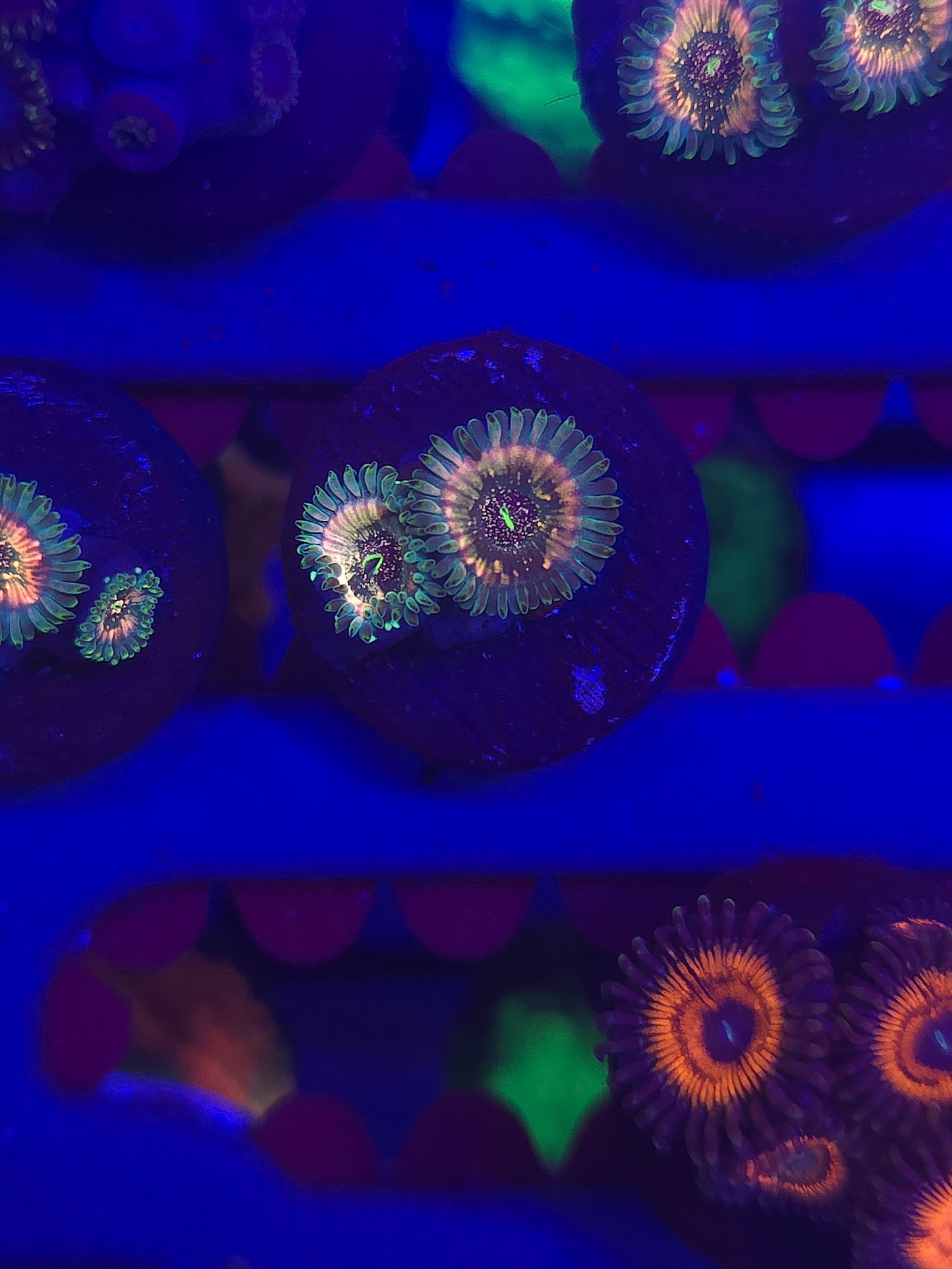 Pink Hawaiian Ding Dang Zoas