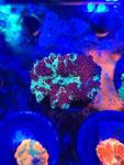 Eclectus V2 Mushroom
