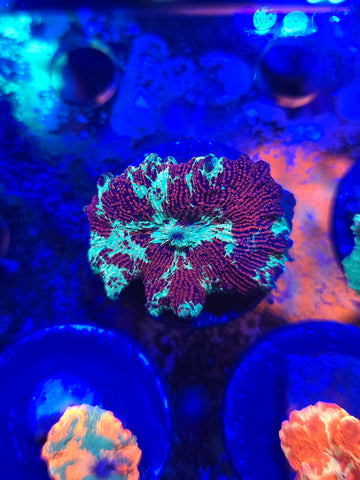 Eclectus V2 Mushroom