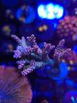 DDA Makaw Acro Mini Colony