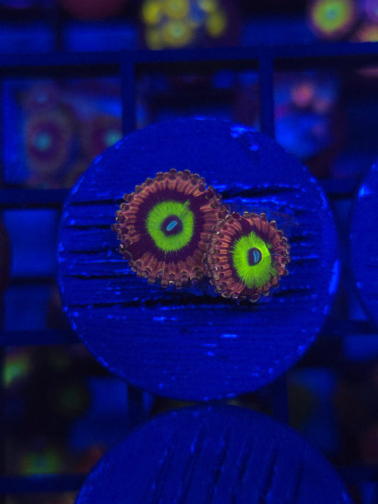 Chuckys Bride Zoas