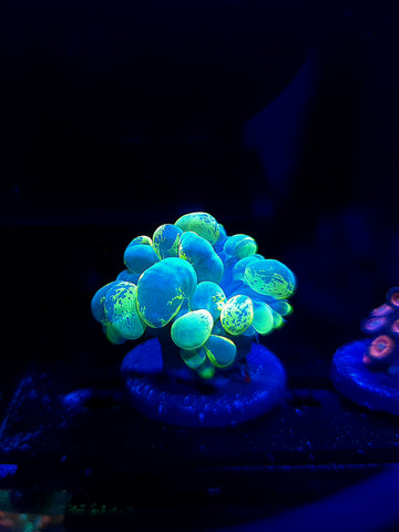 Splatter Bubble Coral