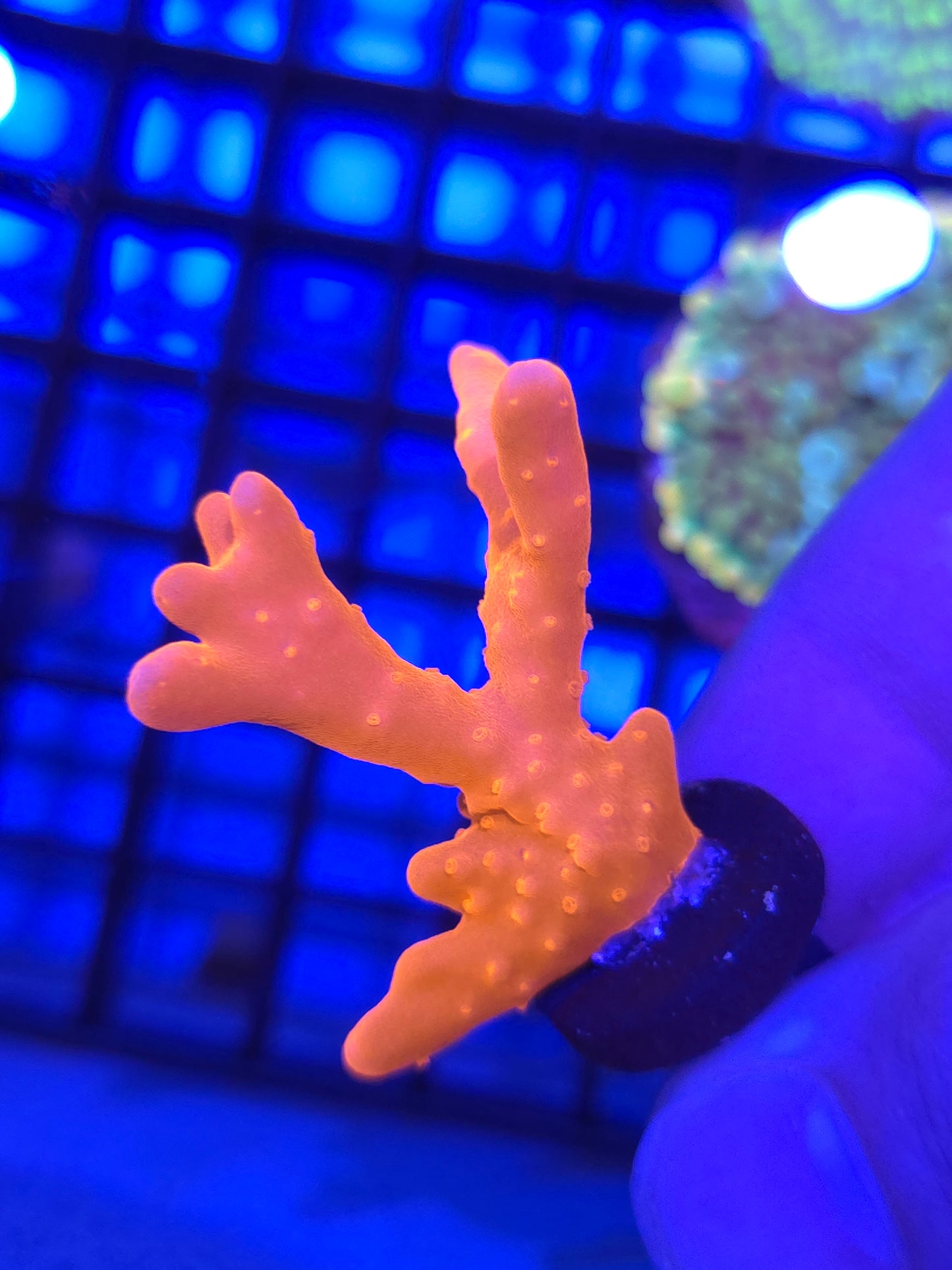 Montipora Setosa