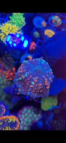 DDA Orange Tang Pincushion Mushroom