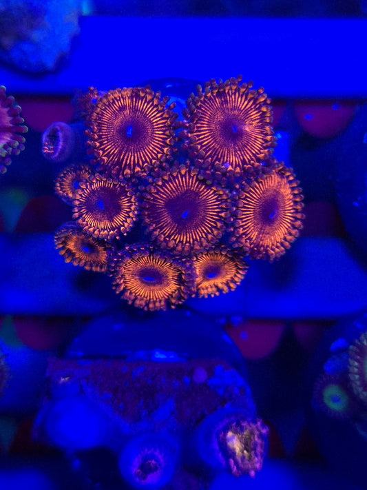 Red Rocket Zoas