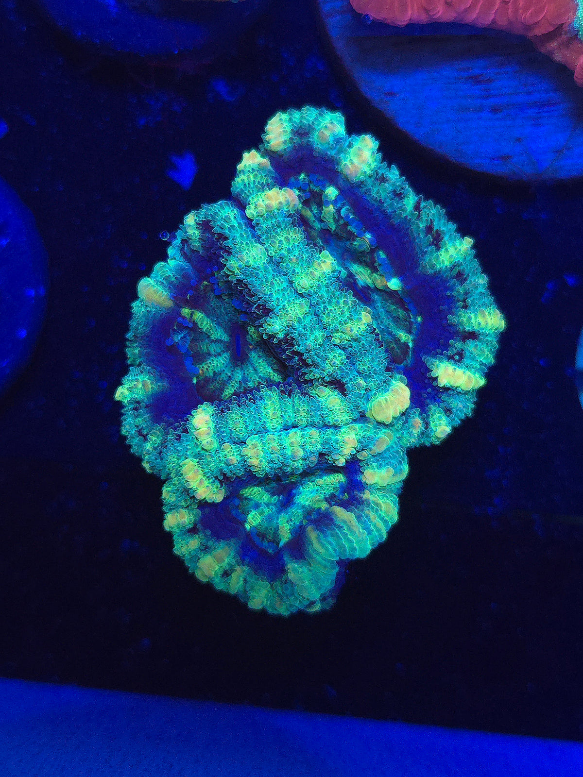 Ultra Acans