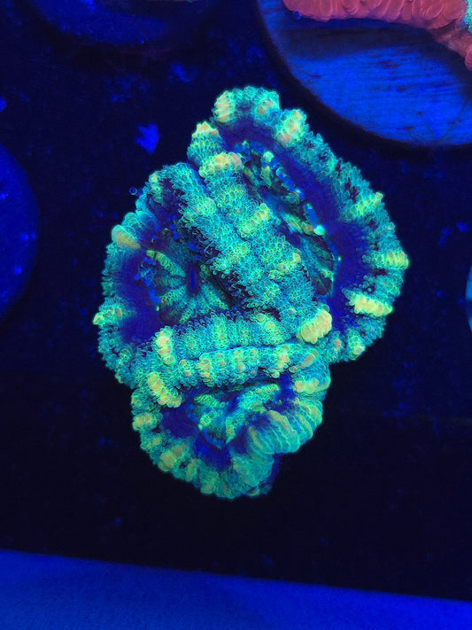 Ultra Acans