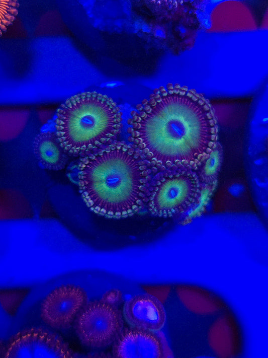Candy Apple Zoas