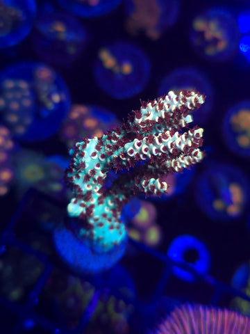 TSA Crayola Twist Acropora