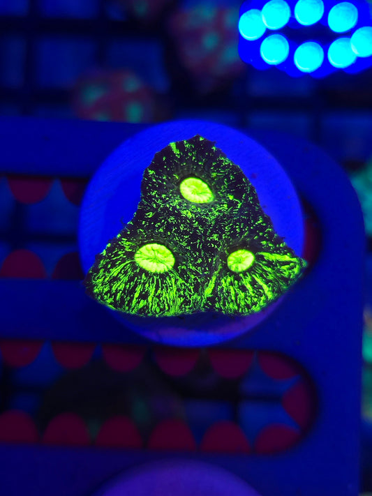 Toxic Splatter Goniastrea
