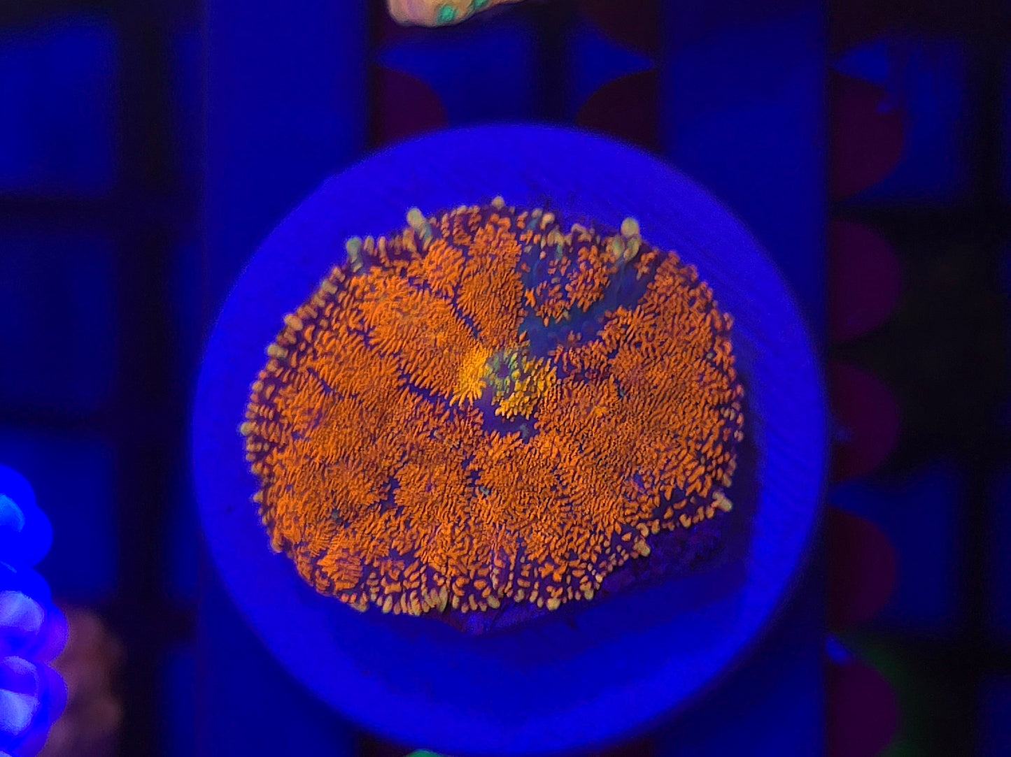 DDA Volcano Rhodactus