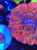 White Lightning Plate Coral