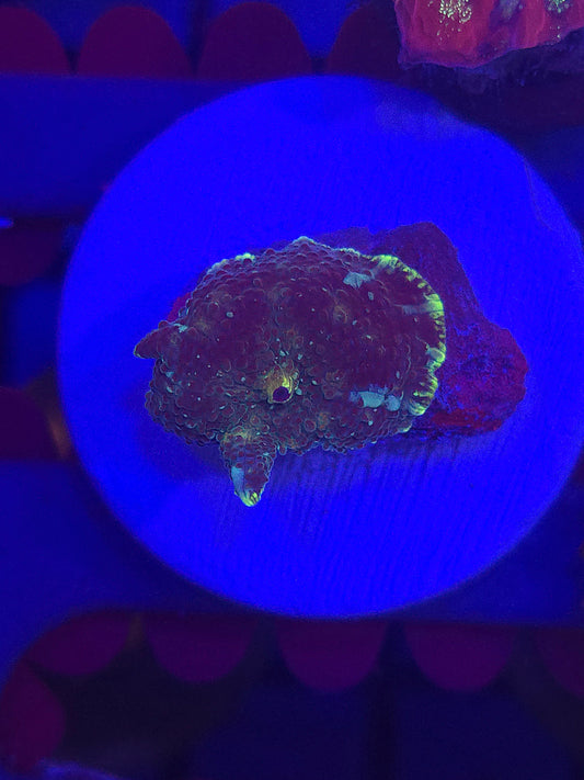 Neon Rim Discosoma Mushroom