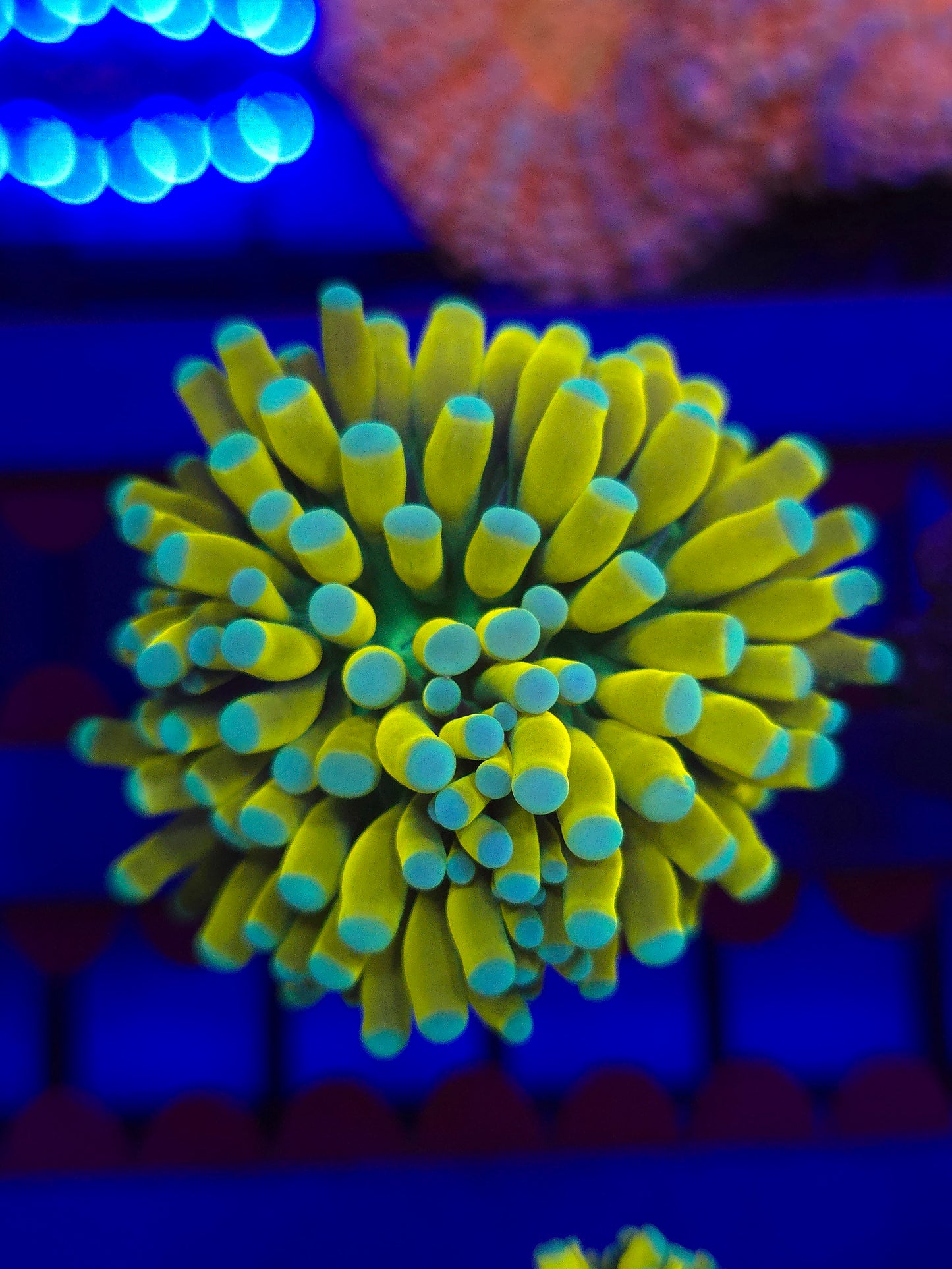 OG Banana Torch