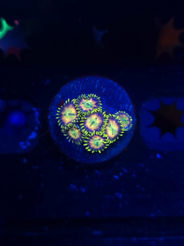 DDA Hypnotoad Zoas