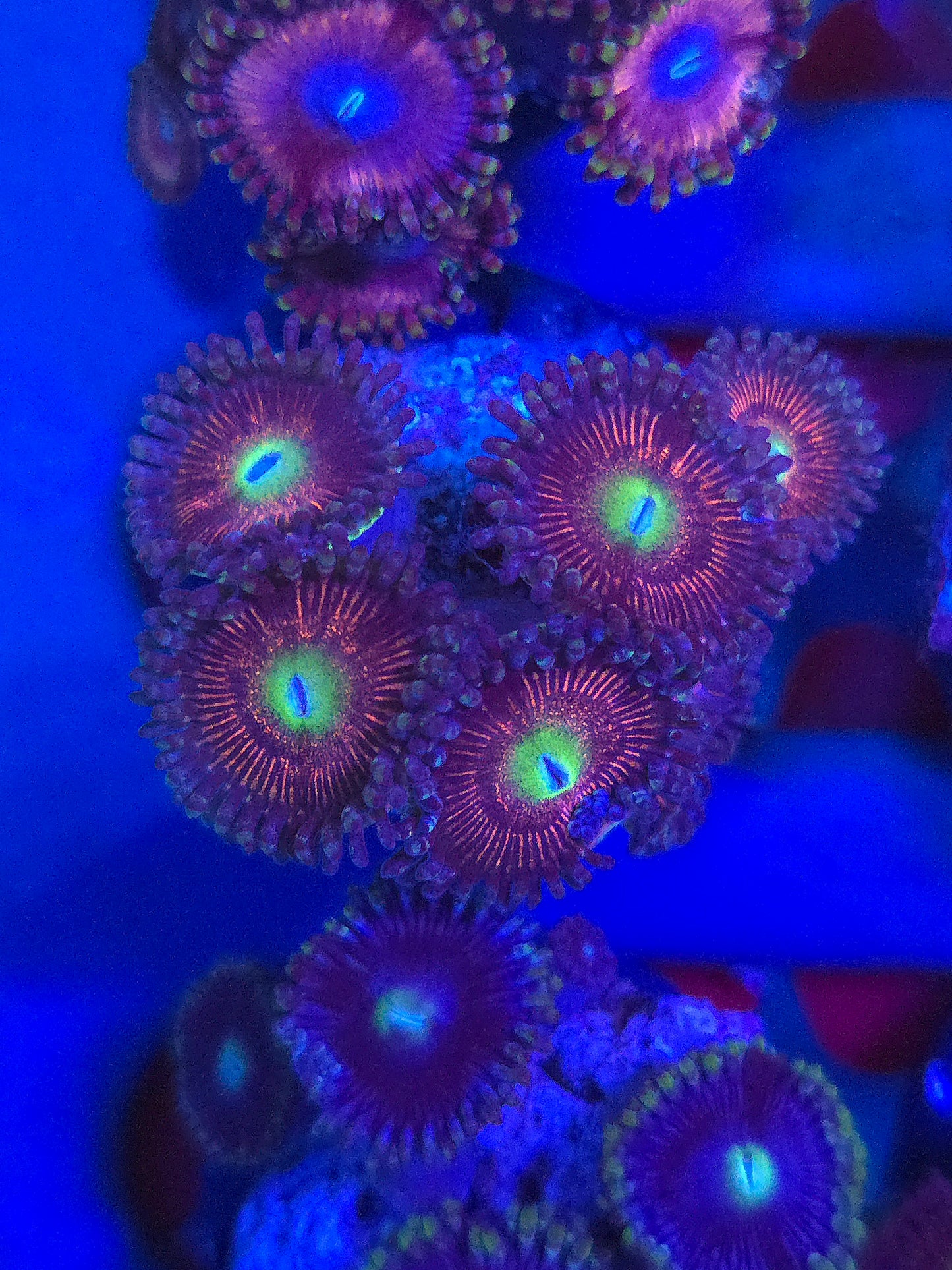 Gobbstopper Zoas