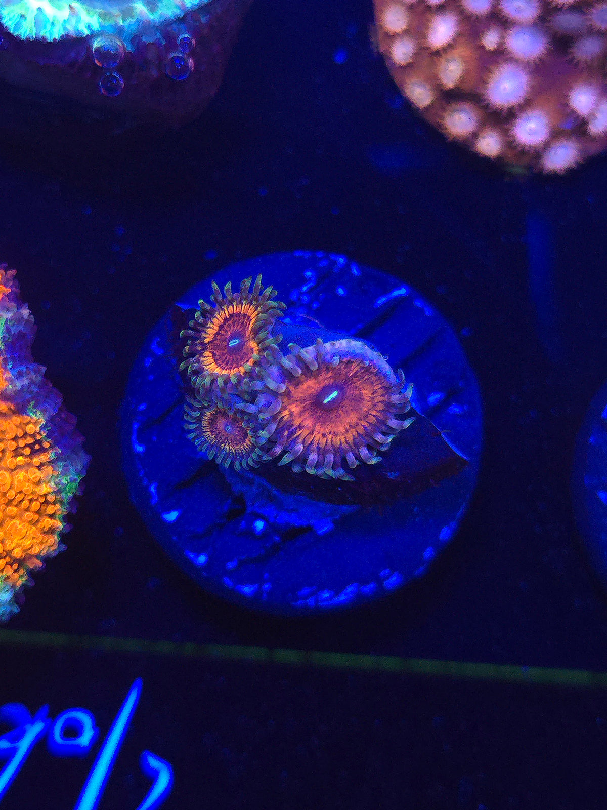 Armor of God Zoas