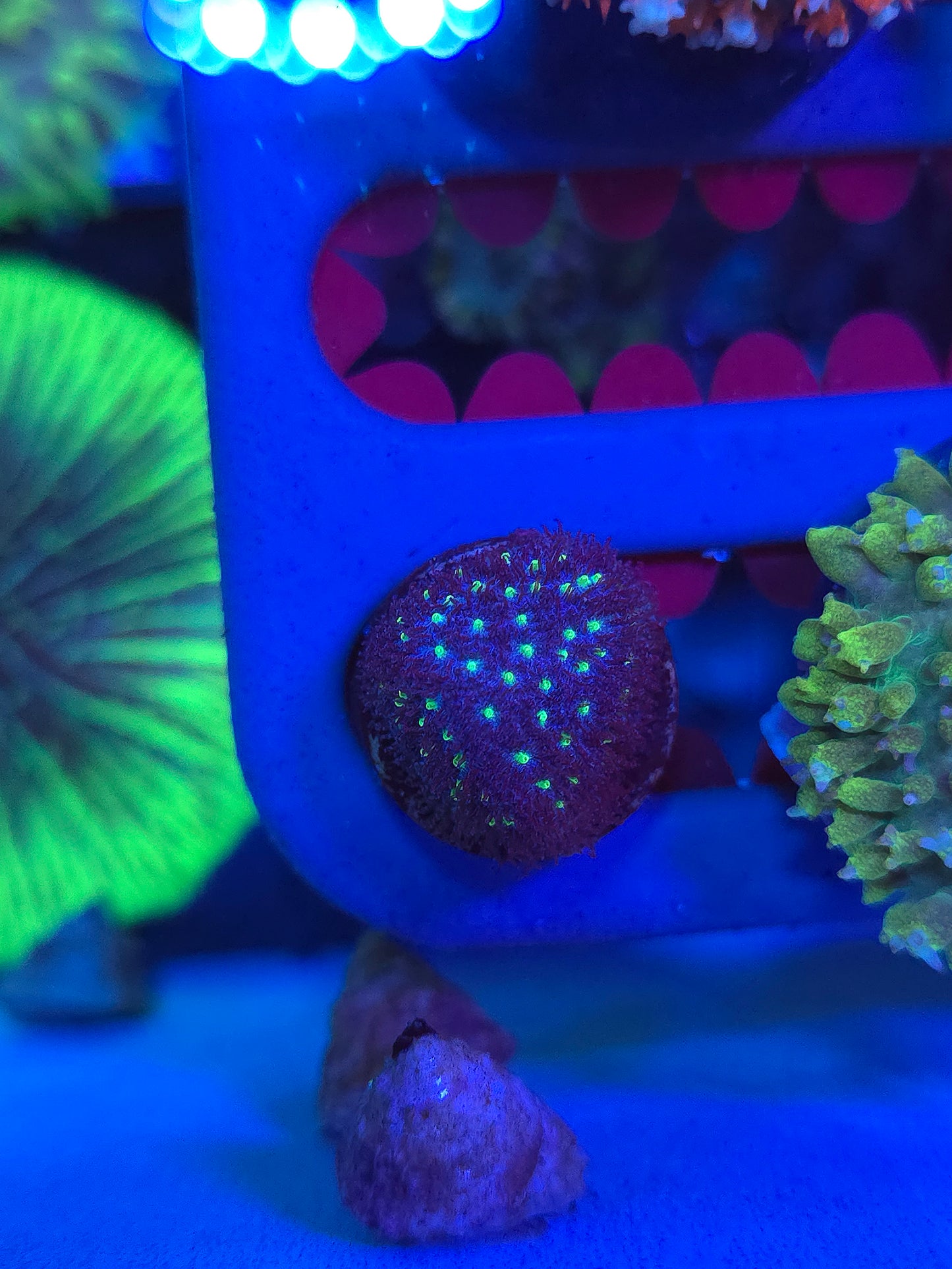 Starry Night Leptastrea