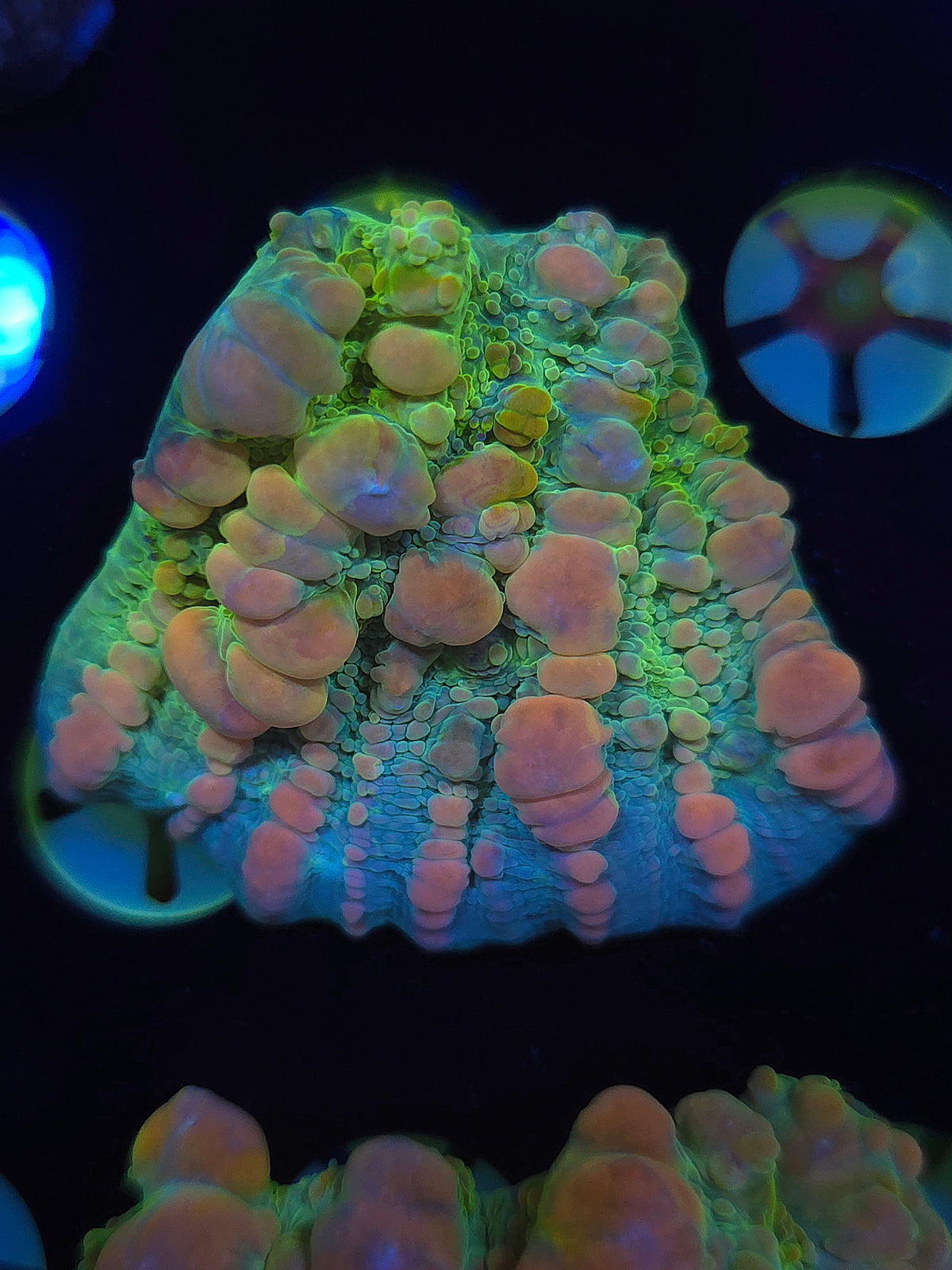WWC Cosmic Candy Bounce Chalice (Grafted)