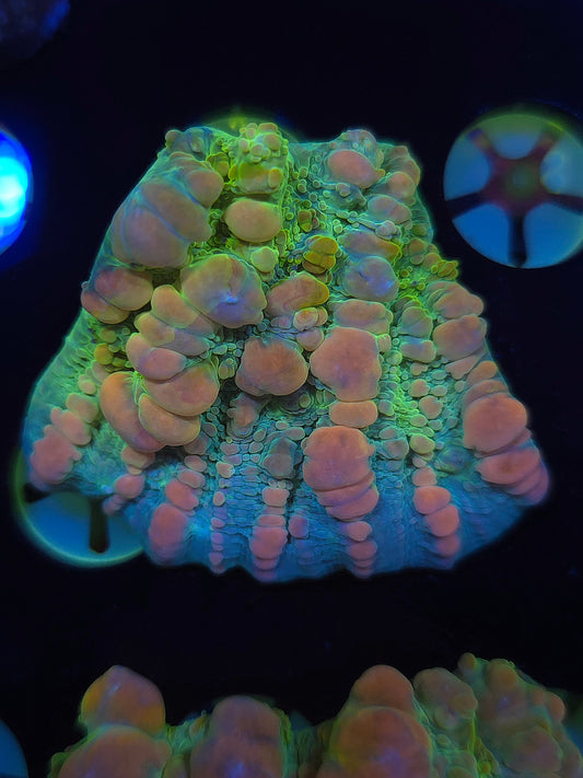 WWC Cosmic Candy Bounce Chalice (Grafted)