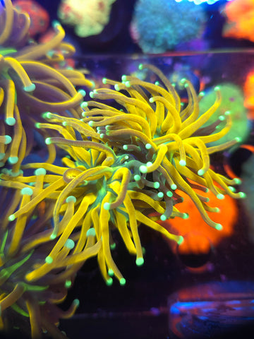 Tiger Grail Torch 2 Heads