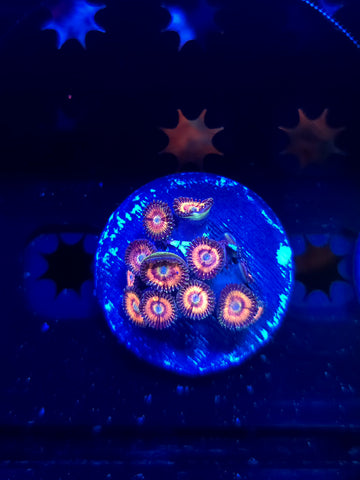 Pink Zipper Zoas