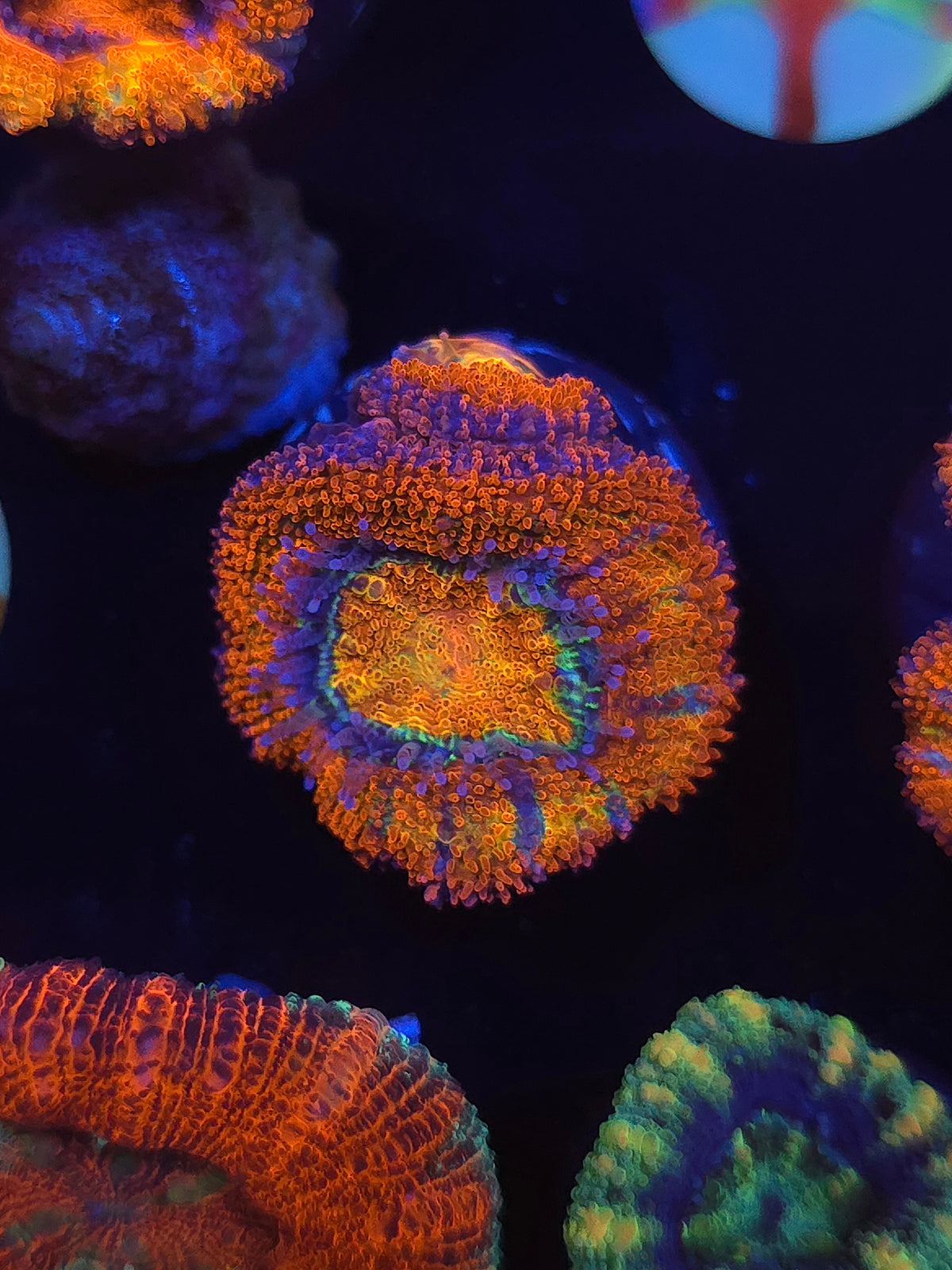 Tiger Stripe Rainbow Acans