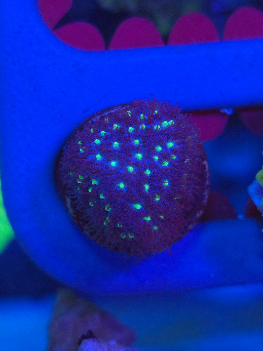 Starry Night Leptastrea
