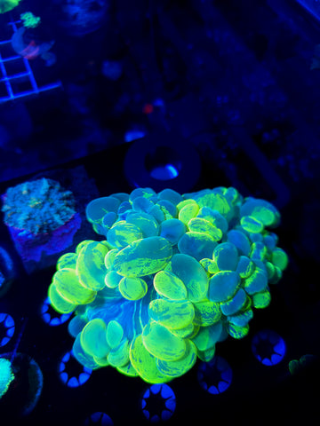 Splatter Bubble Coral