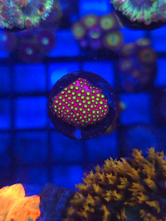 WWC Electric Daisy Stylocoeniella