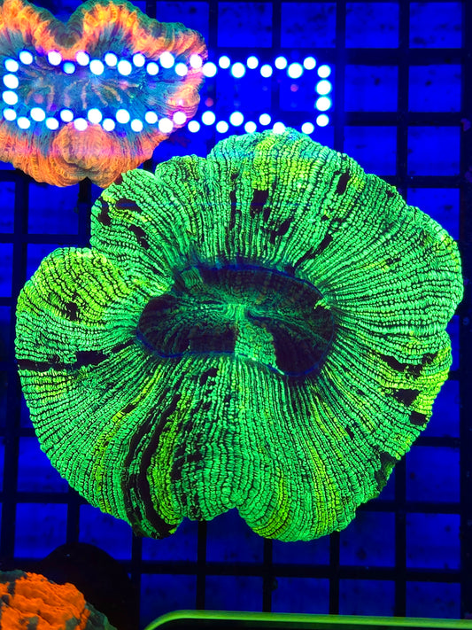 Green And Yellow Trachy
