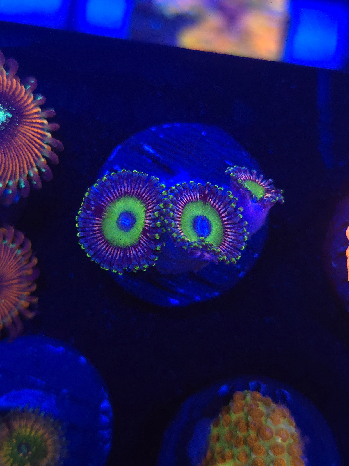 DDA Spectral Zoas