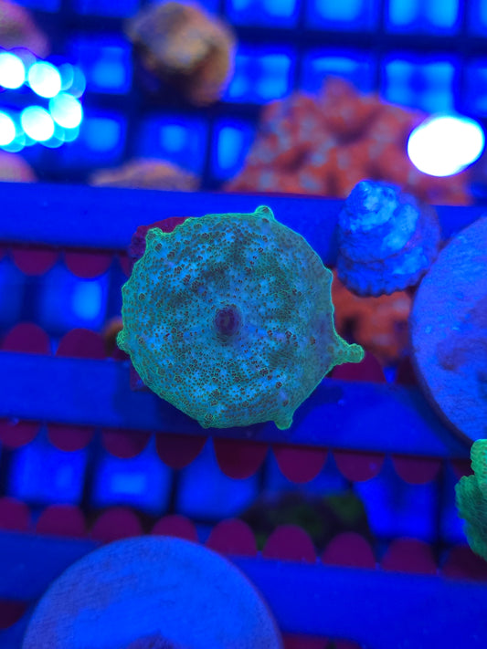 Green and Blue Neglectus