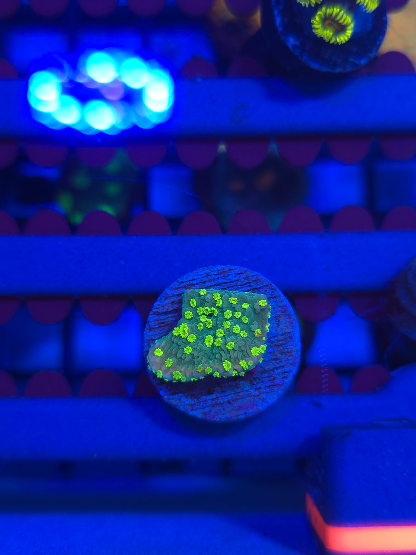 Neon Polyp Montipora