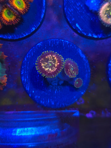 Pink Hawaiian Ding Dang Zoas