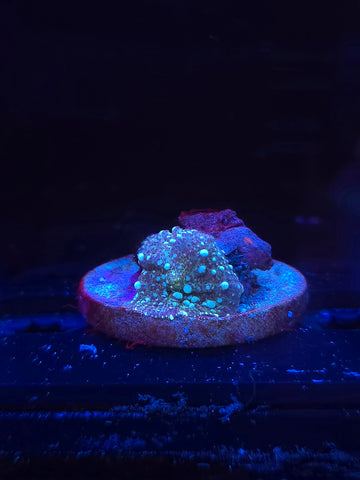 Blue Bounce Mushroom