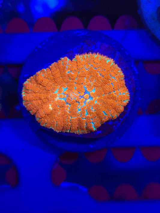 Forest Fire Mushroom