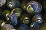 Margarita Snails 20 pack