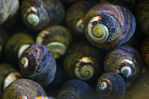 Margarita Snails 20 pack
