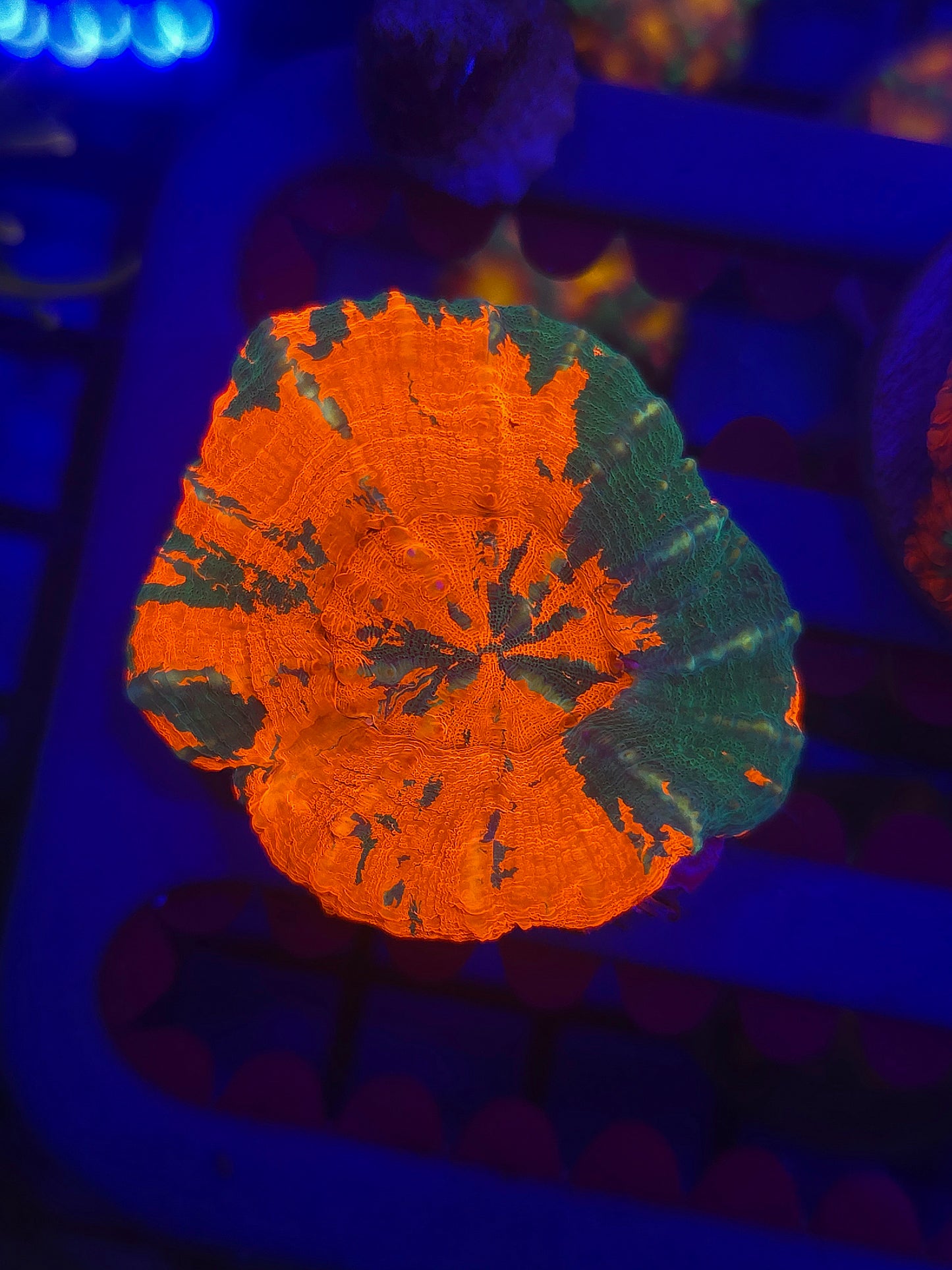 Orange and Green Scoly