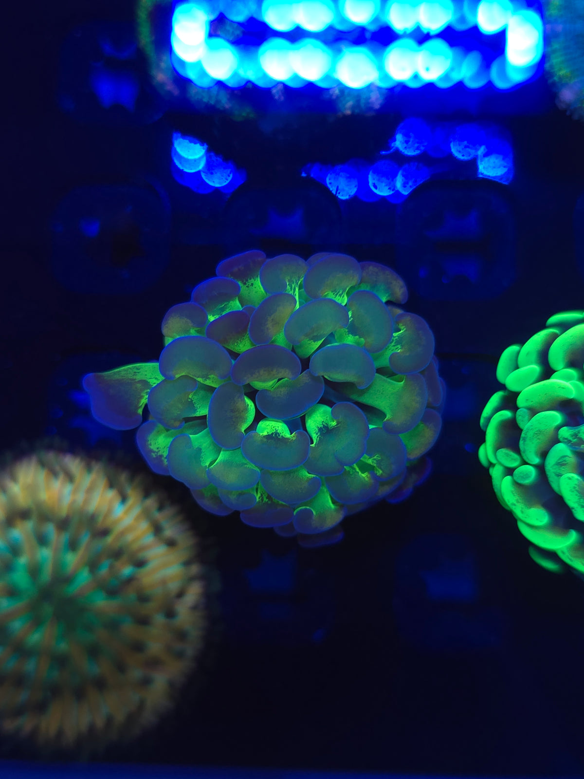 Gold Hue Neon Hammer