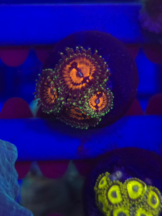 Bowtie Blaster Zoas