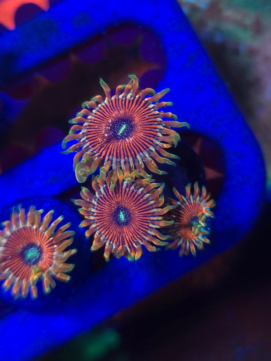 DDA Tropicali Zoa Triple (Bouncing)
