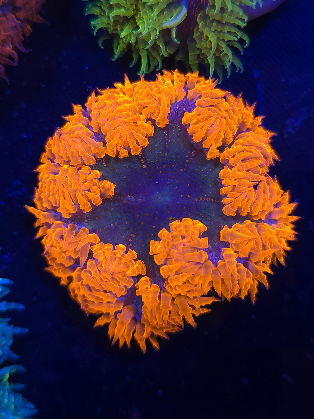 Ultra Rock Flower Anemone RFA