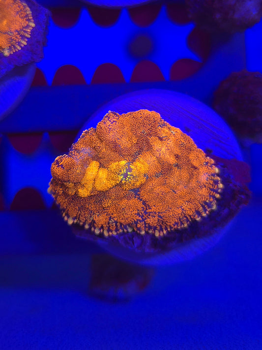 DDA Volcano Rhodactus