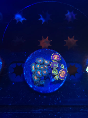 Mixed Zoa Frag