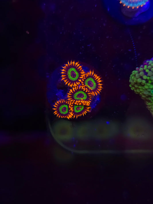 Emeralds on Fire Zoas