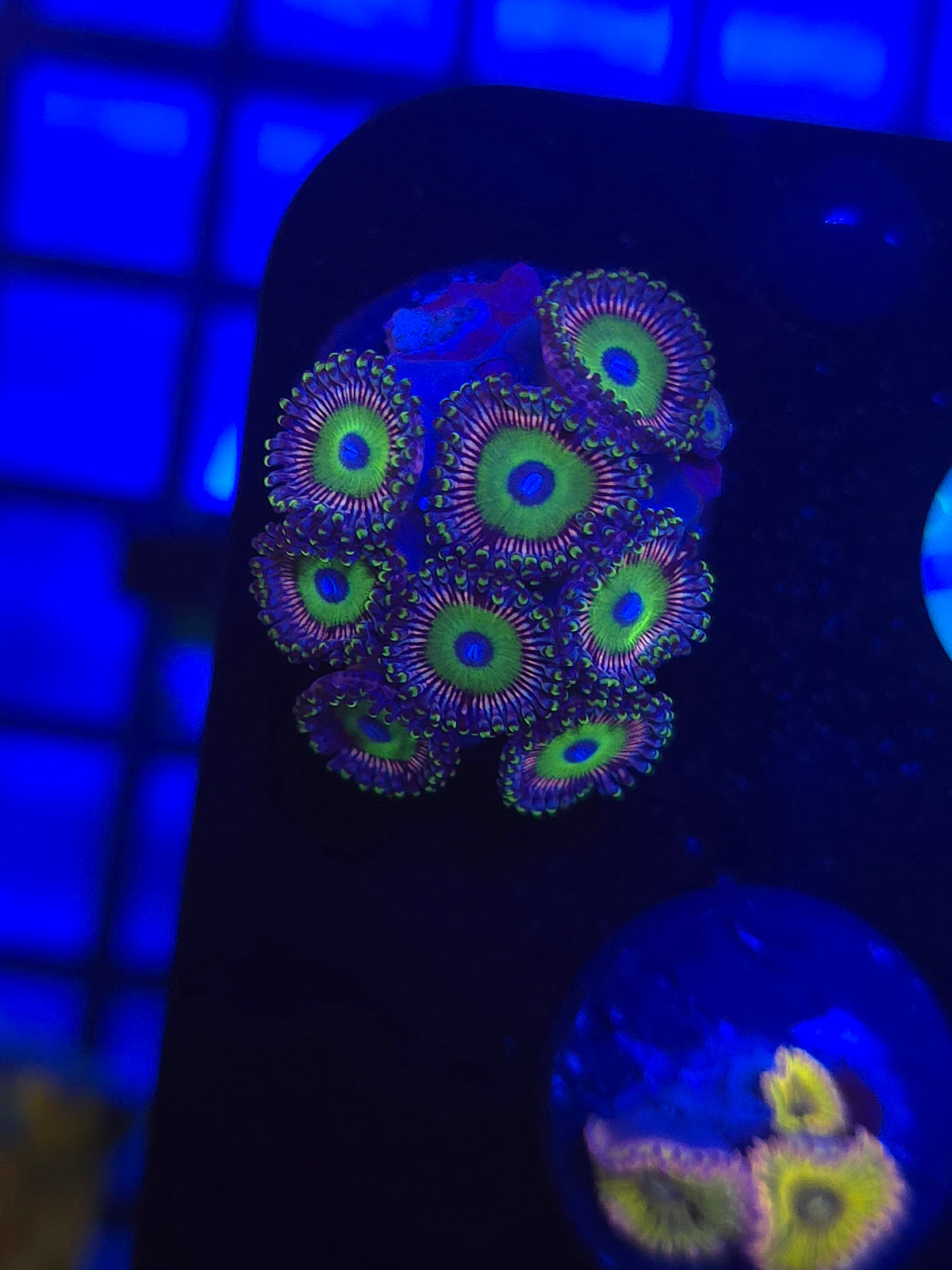 DDA Spectral Zoas