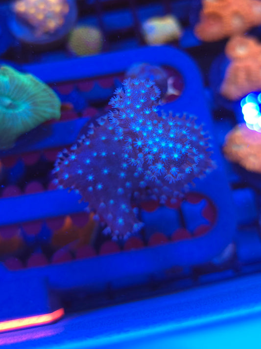 White Polyp Leather Coral