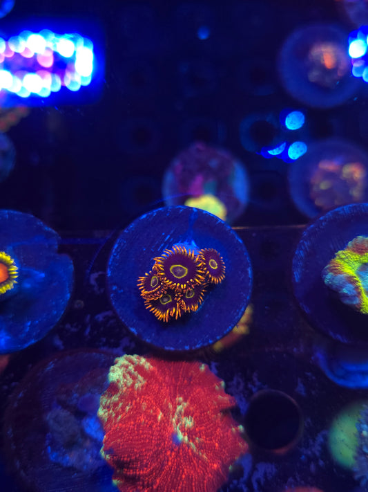 Rainbow Hornet Zoas